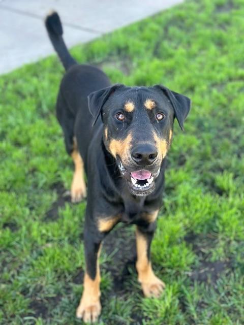 Enlarge Sarge, a ADOPTABLE mixed breed in Manteca, CA image 1/3