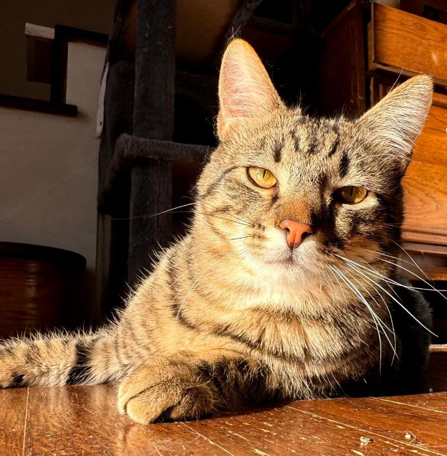 Bubbles, Adoptable, Young Male Domestic Short Hair.