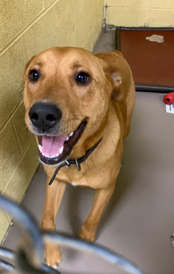 Dog for adoption - SHERLOCK BONES (Neutered!), a Mountain Cur