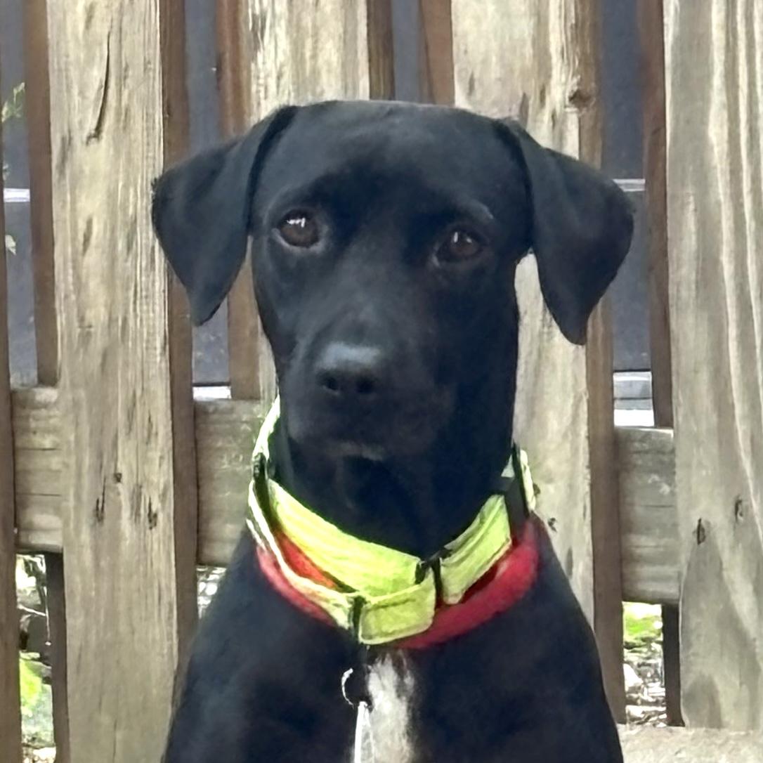 Simone, a Adoptable mixed breed in Brooklyn, NY image 1/6