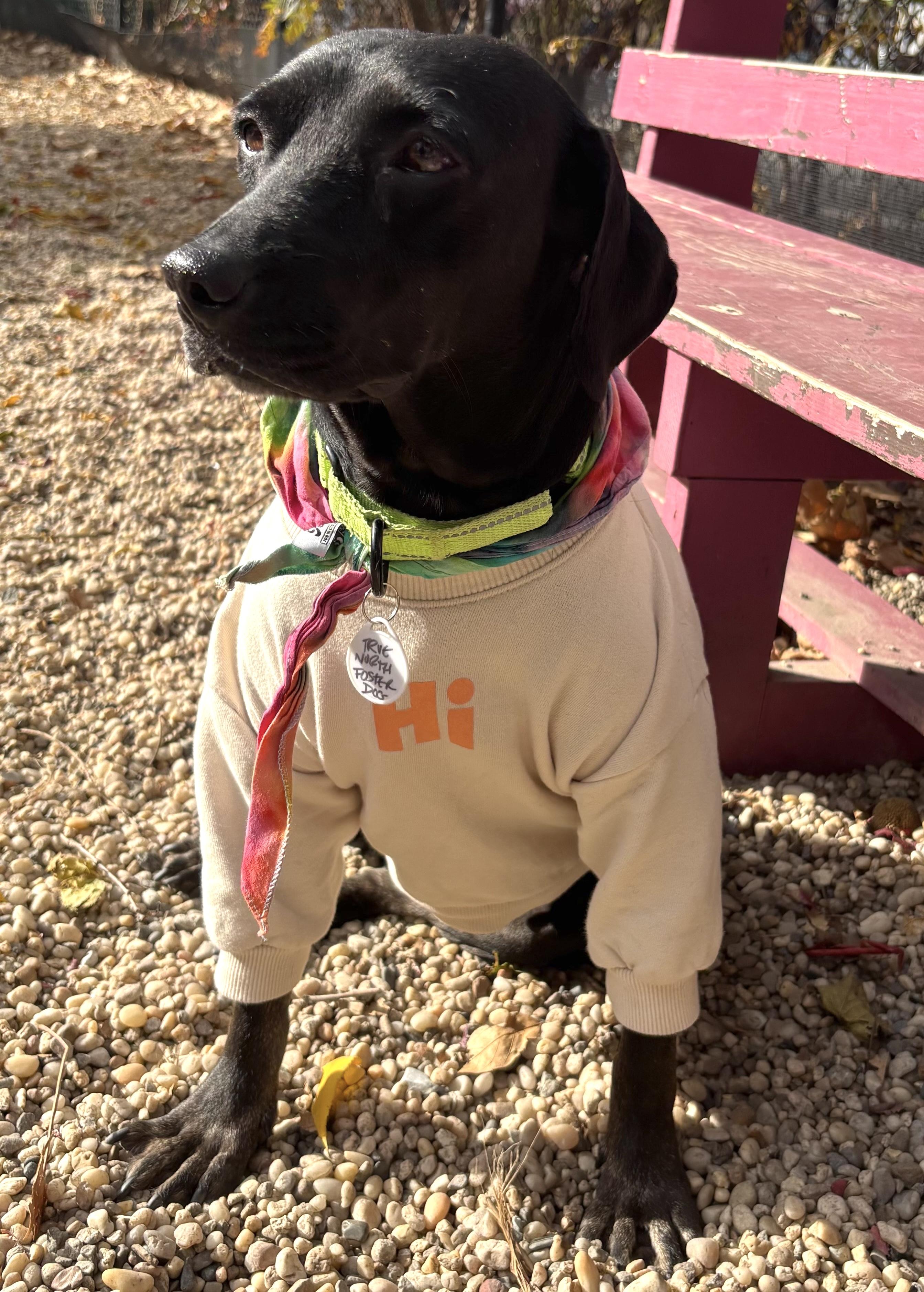 Simone, a Adoptable mixed breed in Brooklyn, NY image 6/6