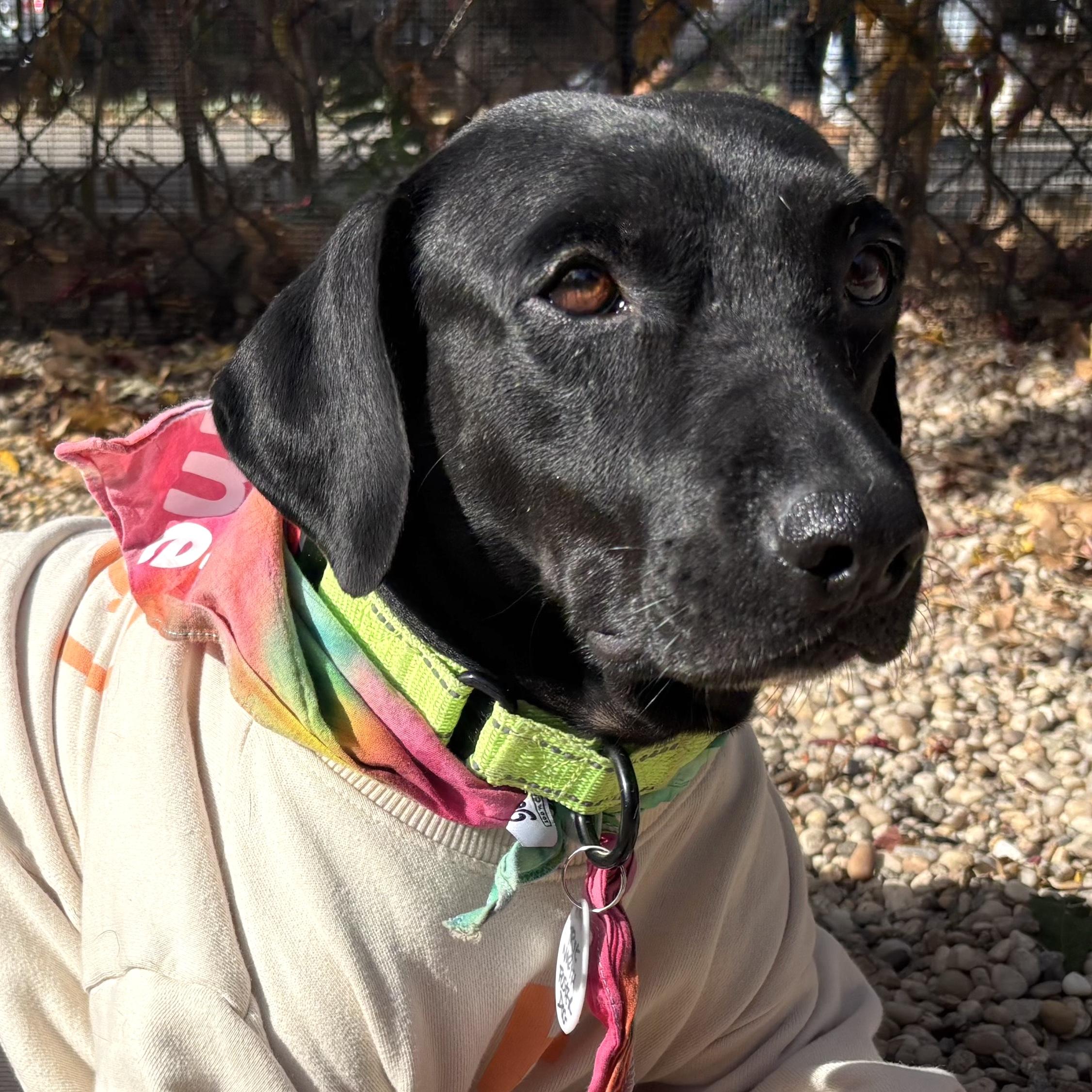 Simone, a Adoptable mixed breed in Brooklyn, NY image 3/6