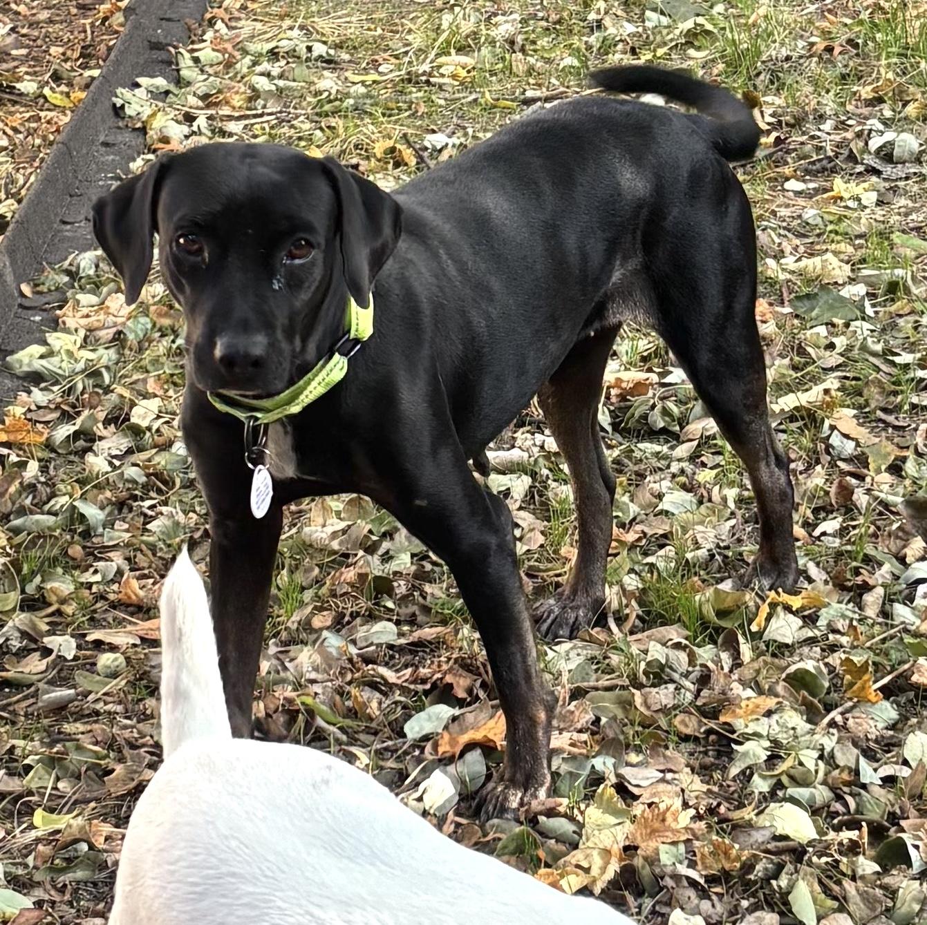 Simone, a Adoptable mixed breed in Brooklyn, NY image 5/6