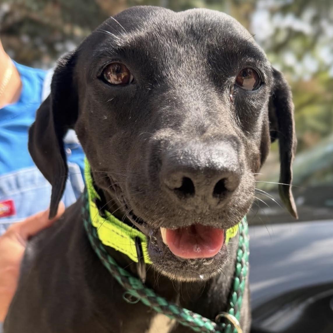 Simone, Adoptable, Adult Female Chiweenie & Labrador Retriever.