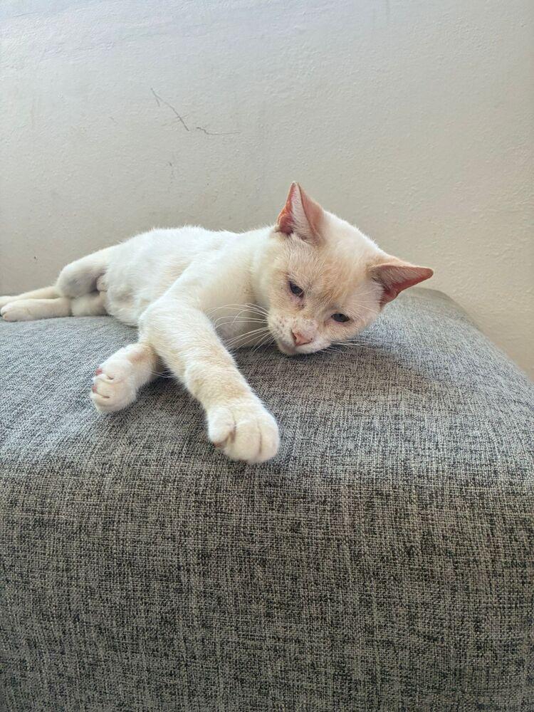 Enlarge Maw, a Adoptable Domestic Short Hair in Naranjito, PR image 1/4