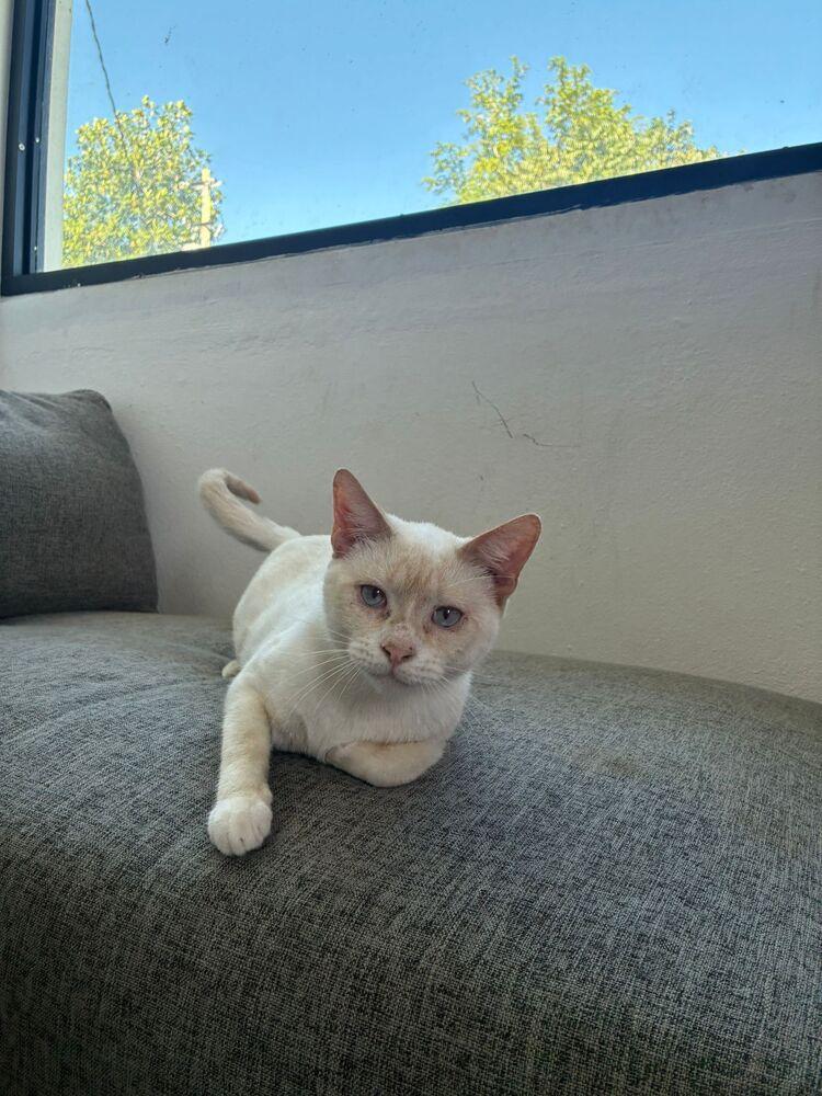 Enlarge Maw, a Adoptable Domestic Short Hair in Naranjito, PR image 2/4