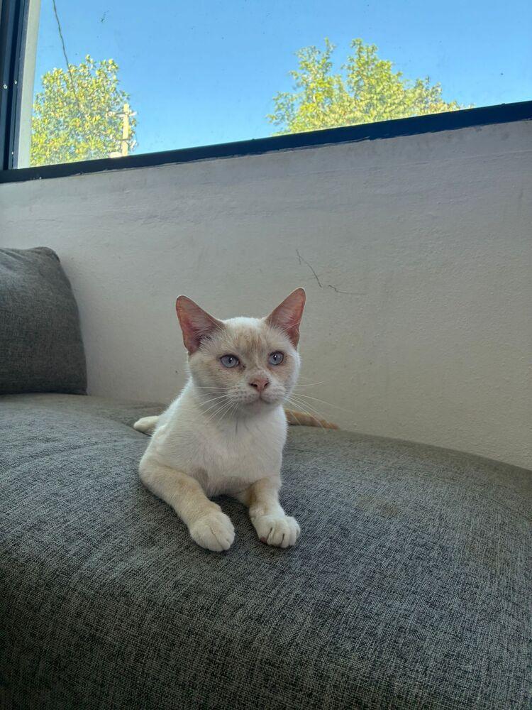 Enlarge Maw, a Adoptable Domestic Short Hair in Naranjito, PR image 3/4