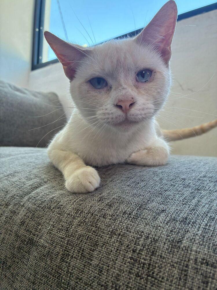 Enlarge Maw, a Adoptable Domestic Short Hair in Naranjito, PR image 4/4
