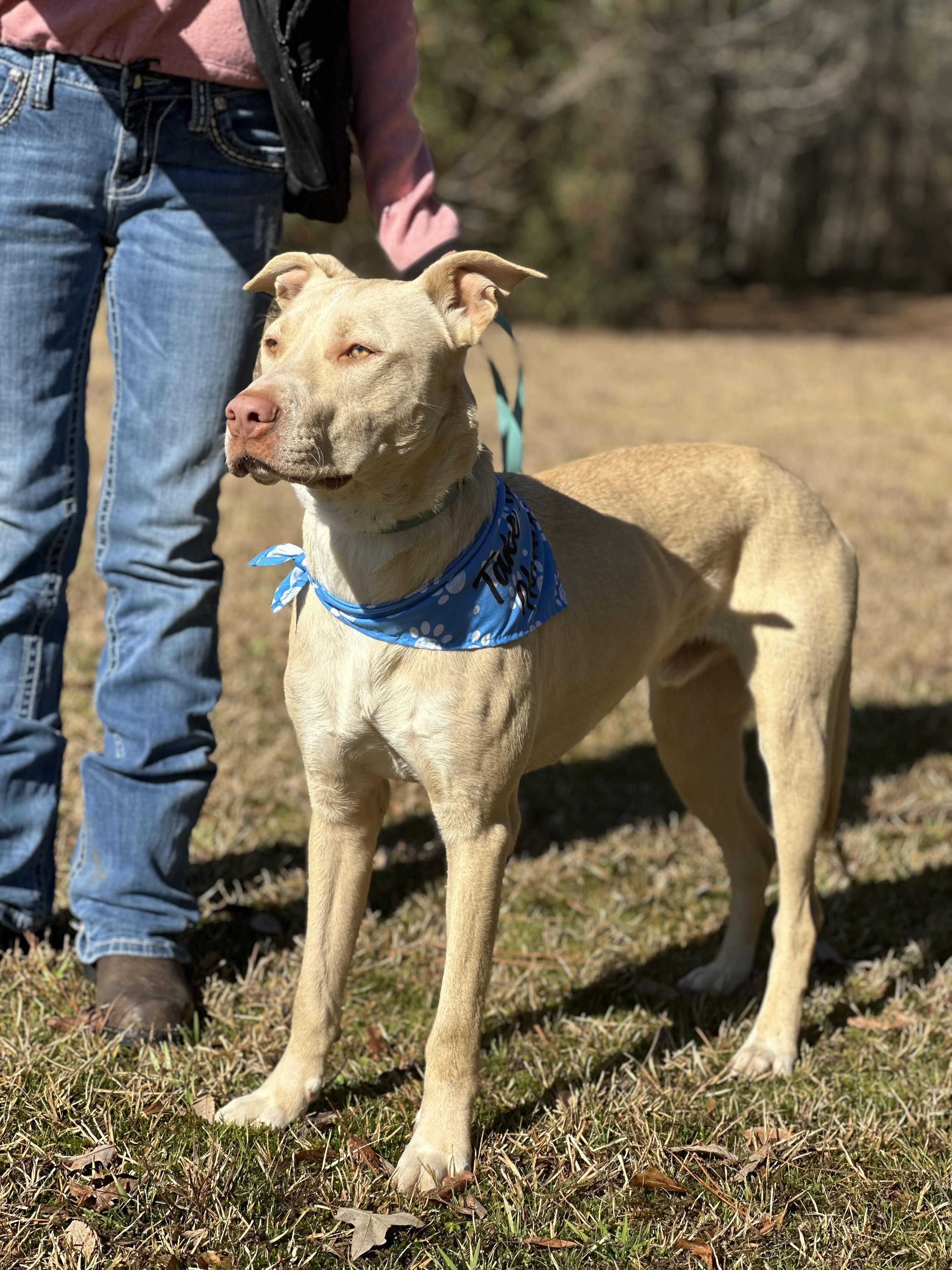 Blu, a Adoptable mixed breed in Texarkana, TX image 5/6