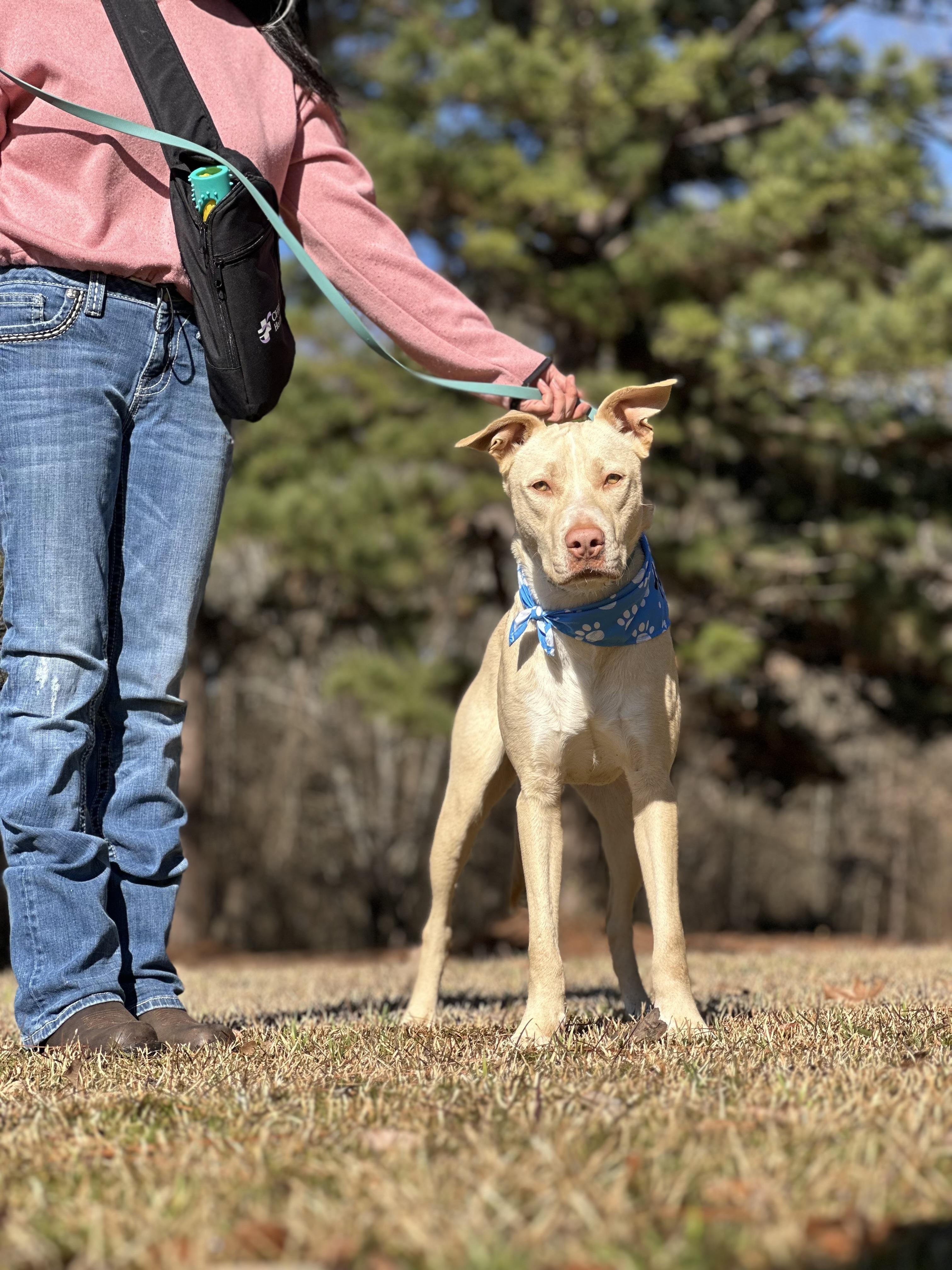 Blu, a Adoptable mixed breed in Texarkana, TX image 4/6