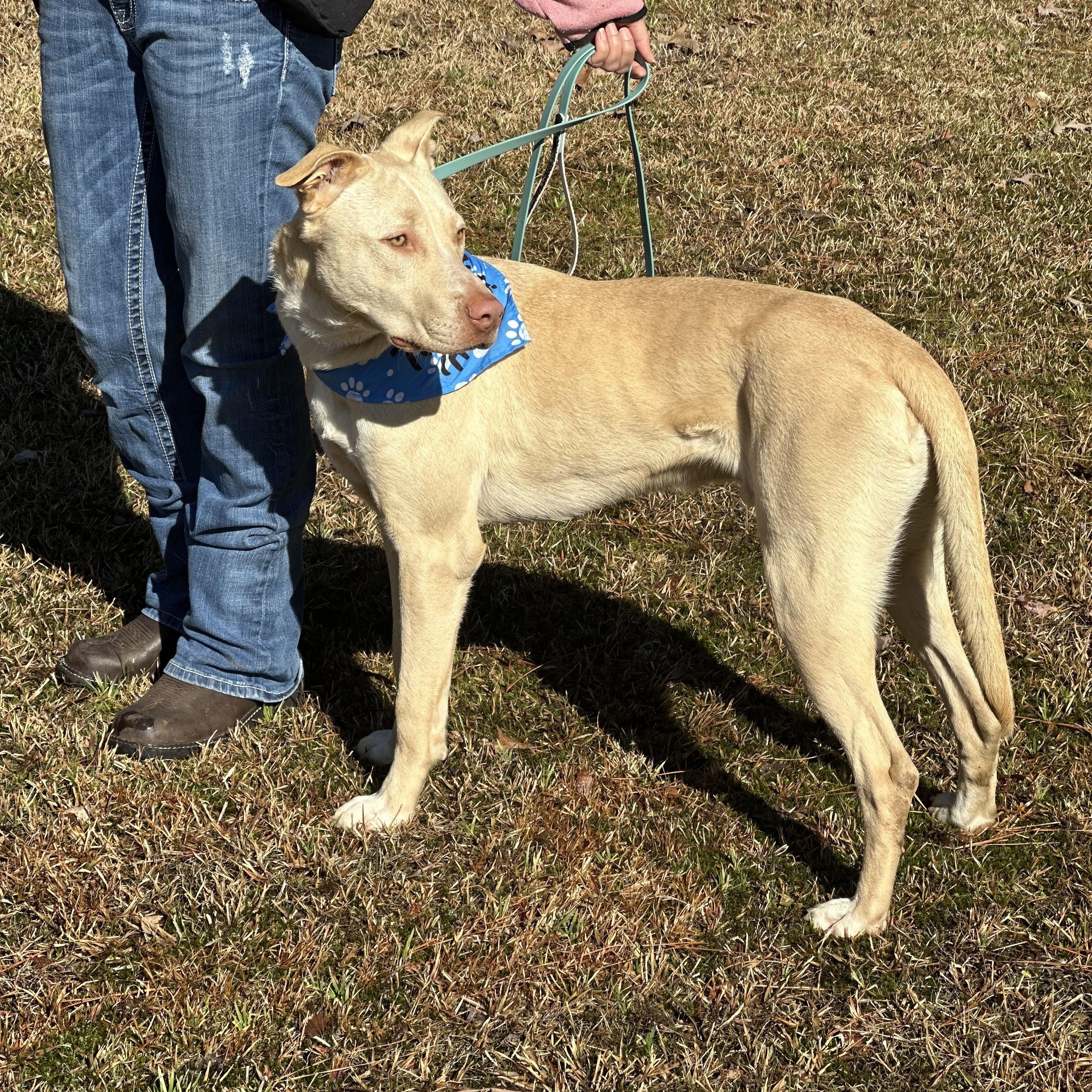 Blu, a Adoptable mixed breed in Texarkana, TX image 2/6
