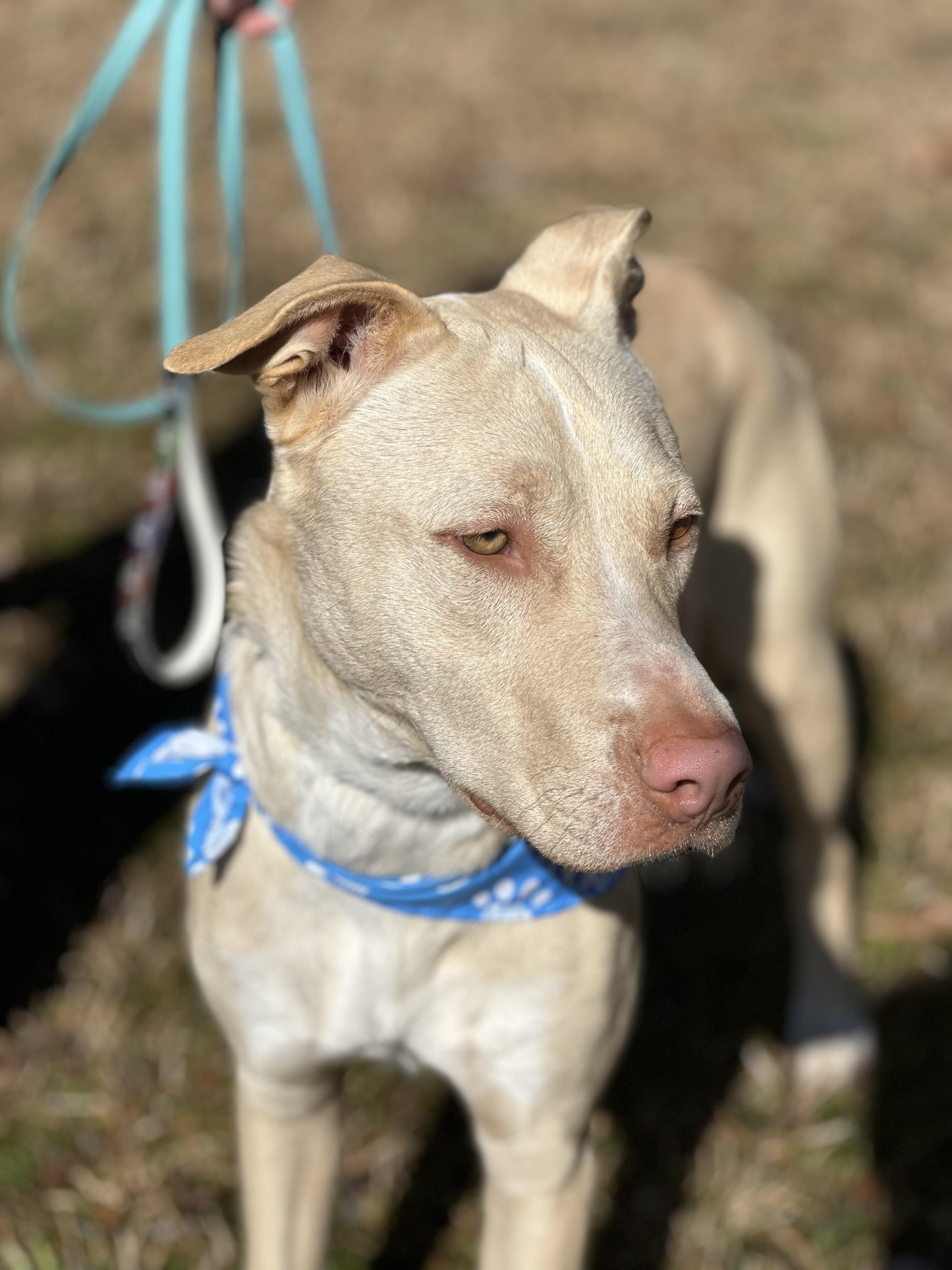 Blu, a Adoptable mixed breed in Texarkana, TX image 6/6