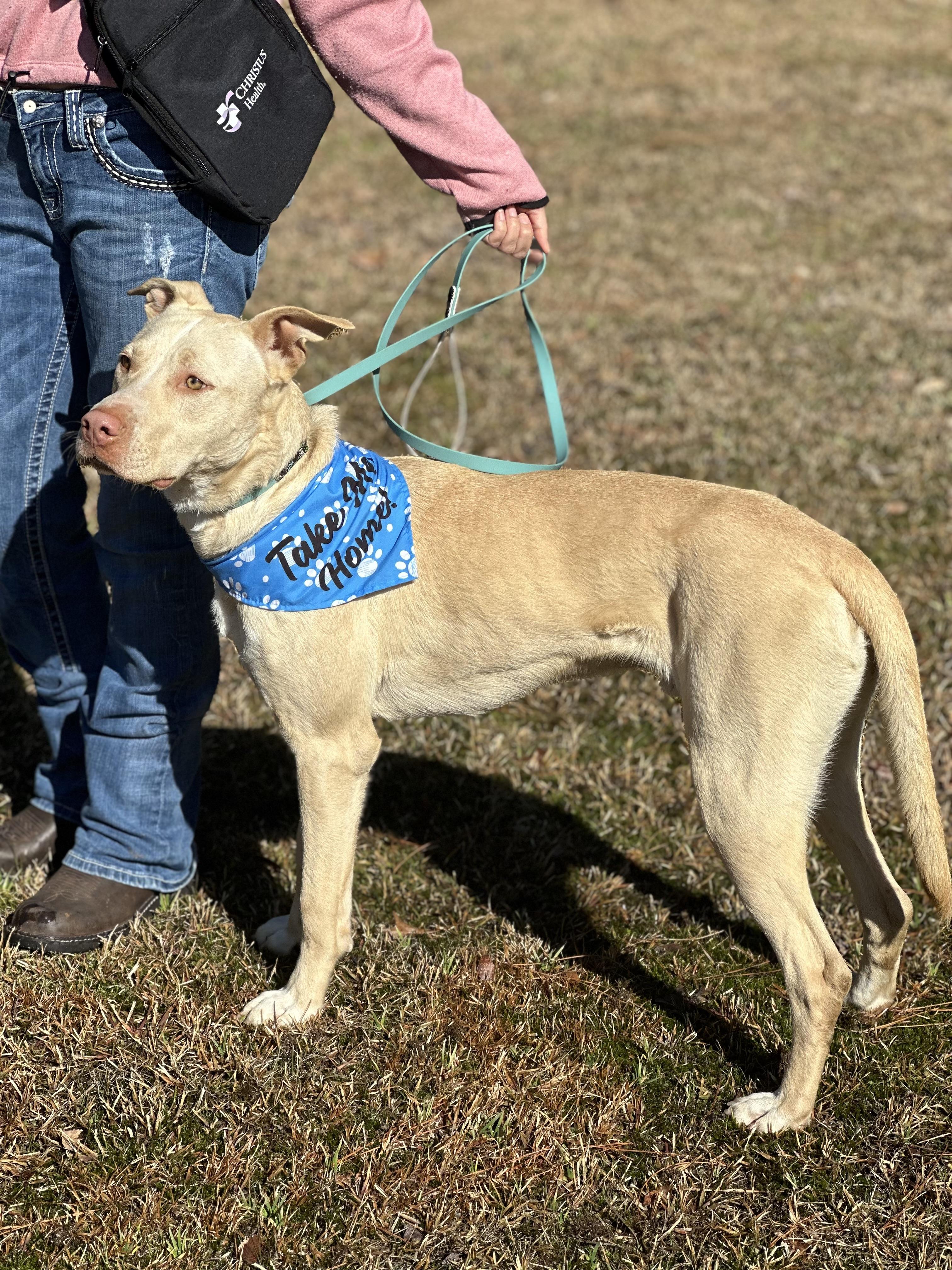 Blu, a Adoptable mixed breed in Texarkana, TX image 3/6