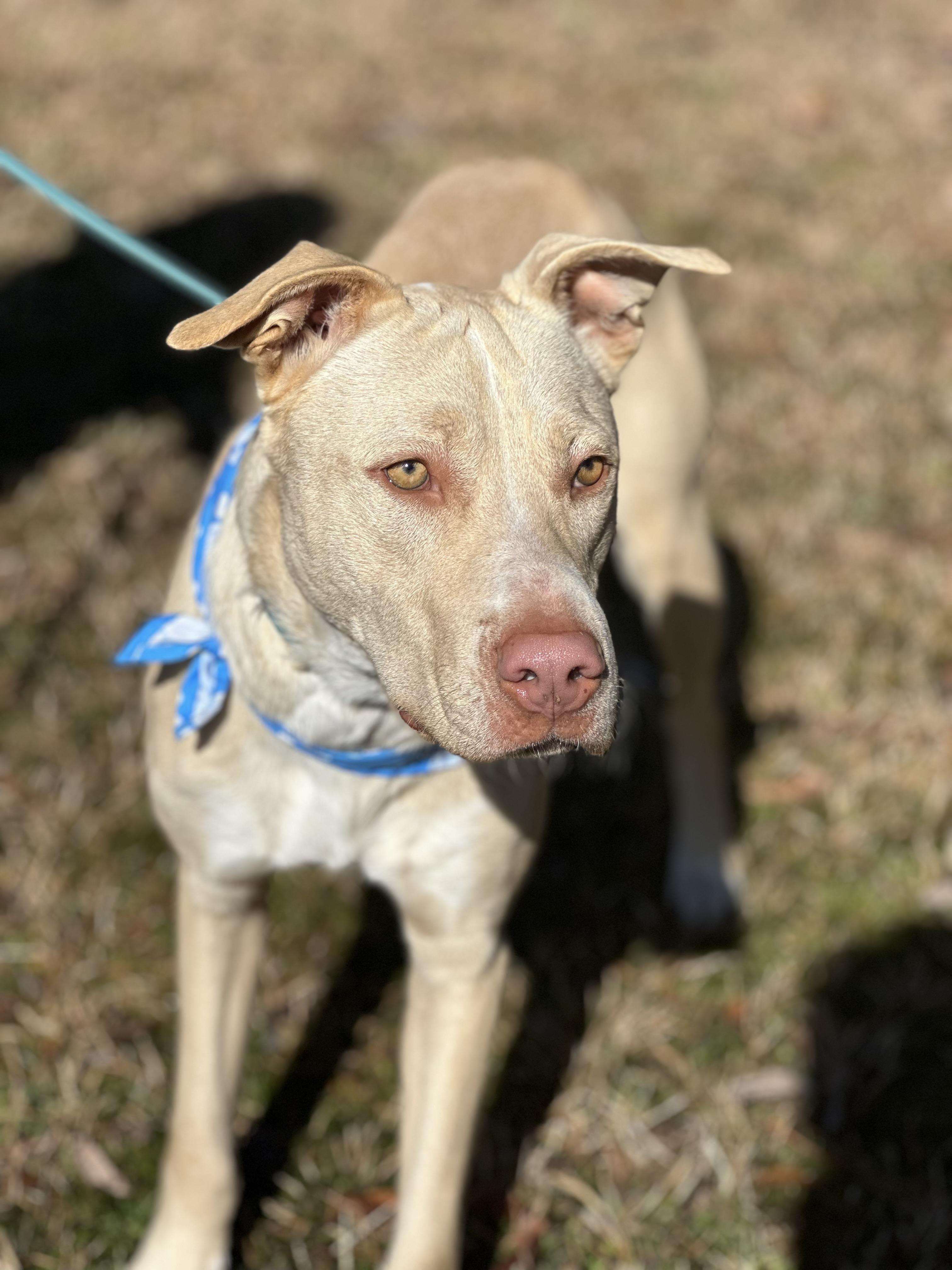 Blu, a Adoptable mixed breed in Texarkana, TX image 1/6