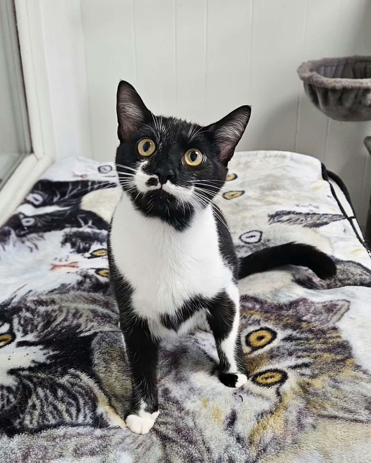Enlarge Window, an adopted Domestic Short Hair in Wapakoneta, OH image 1/1