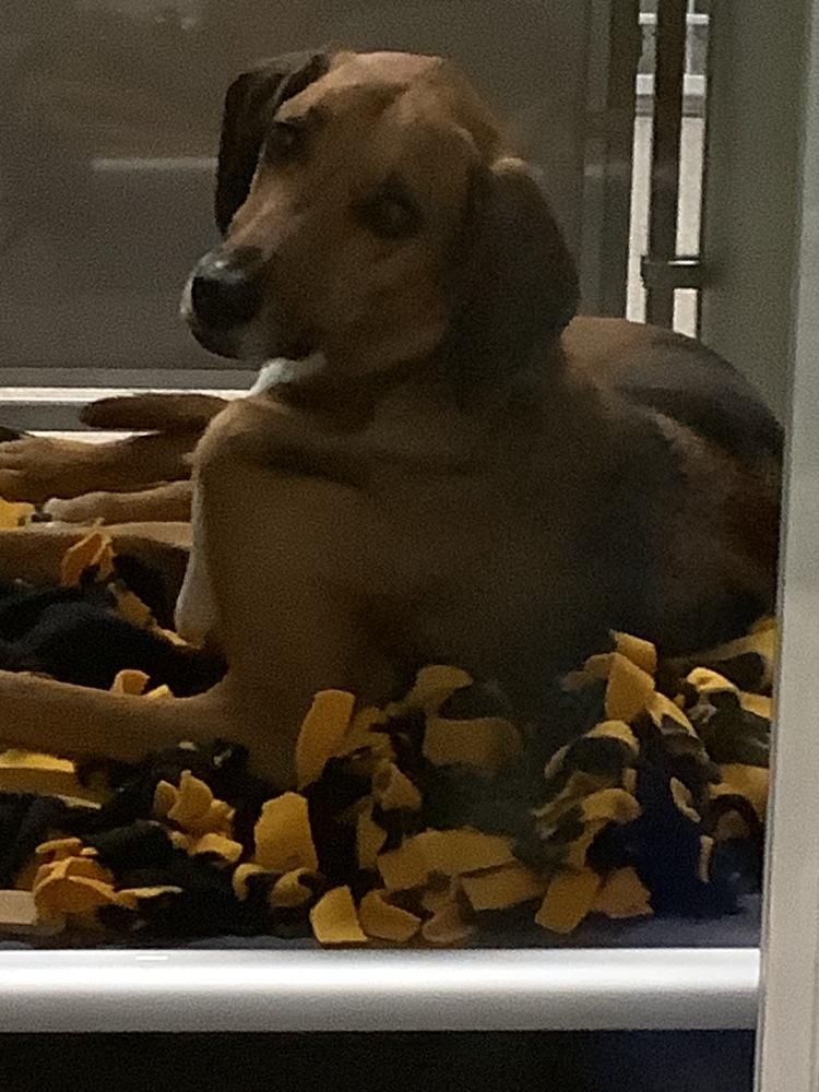 Copper, Adoptable, Adult Male Foxhound.