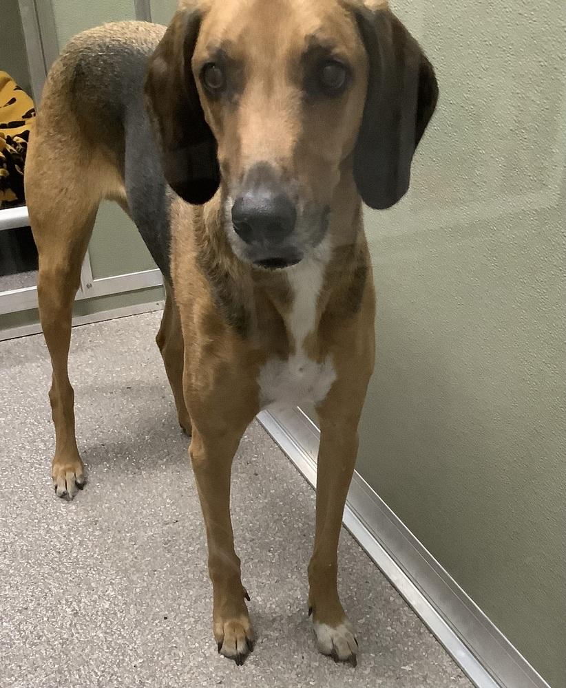 Enlarge Copper, a Adoptable Foxhound in Innsbrook, MO image 2/2
