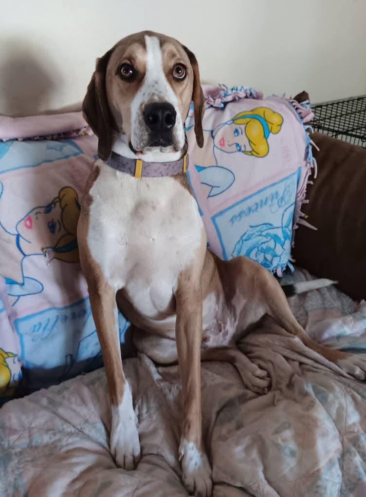 Enlarge Cassio, a Adoptable Mixed Breed in Morganville, NJ image 1/3
