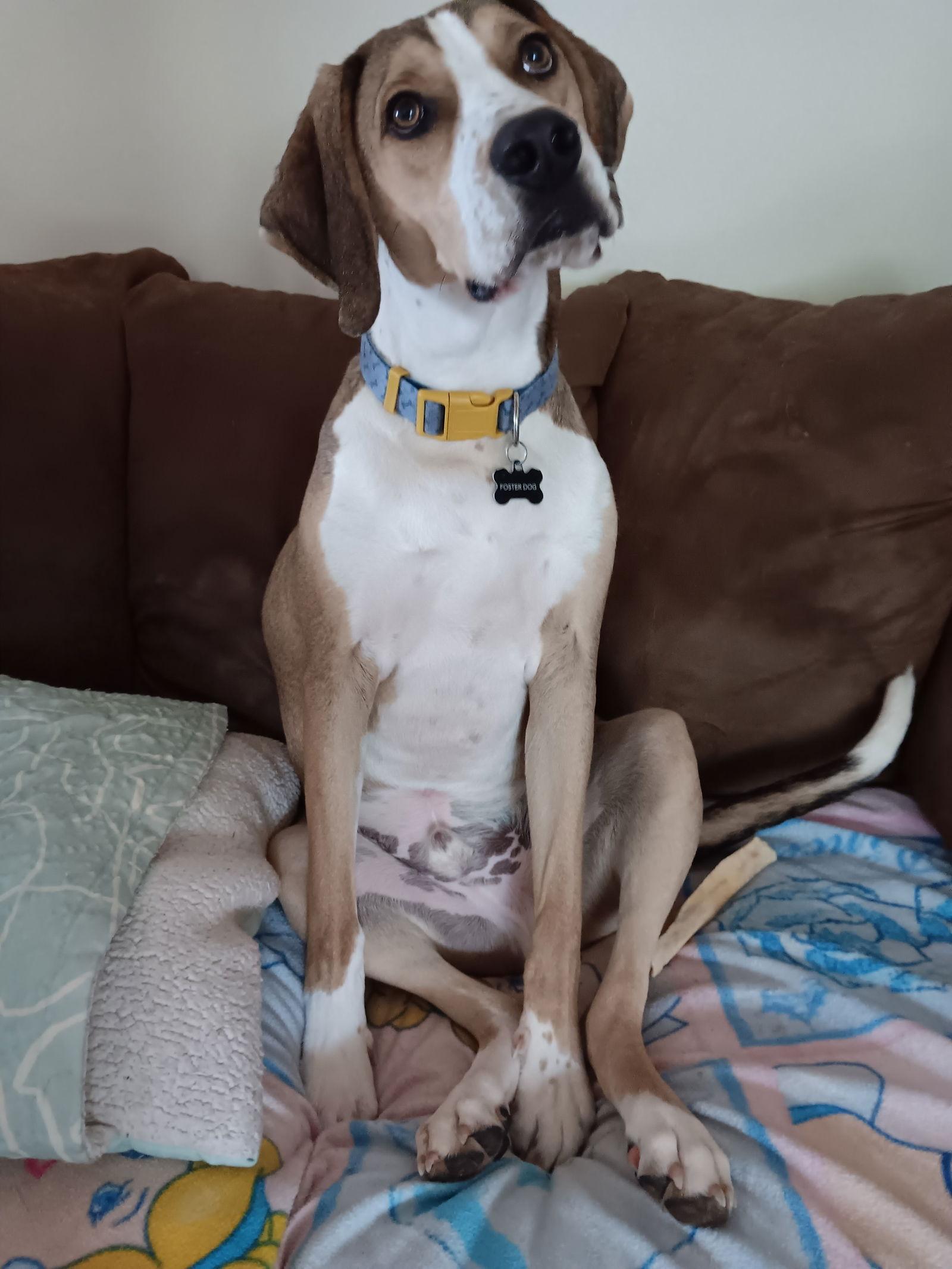 Enlarge Cassio, a Adoptable Mixed Breed in Morganville, NJ image 1/3