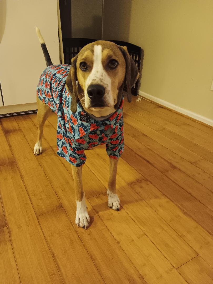 Enlarge Cassio, a Adoptable Mixed Breed in Morganville, NJ image 1/6