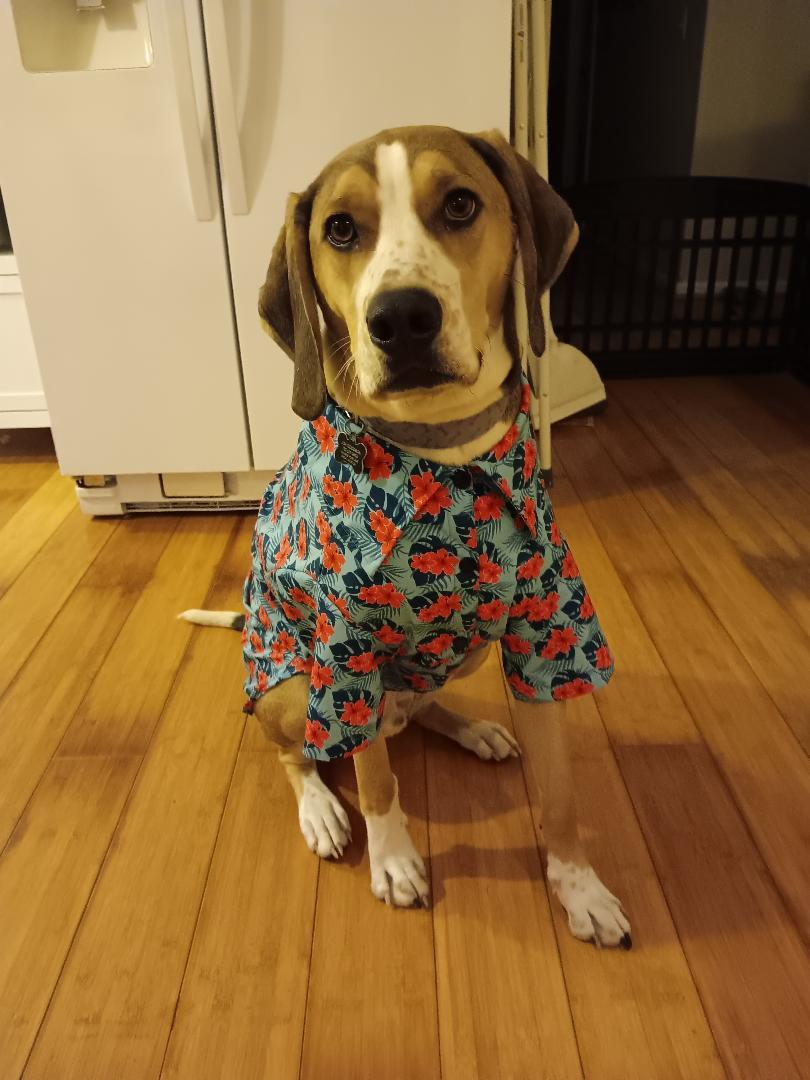 Enlarge Cassio, a Adoptable Mixed Breed in Morganville, NJ image 2/6