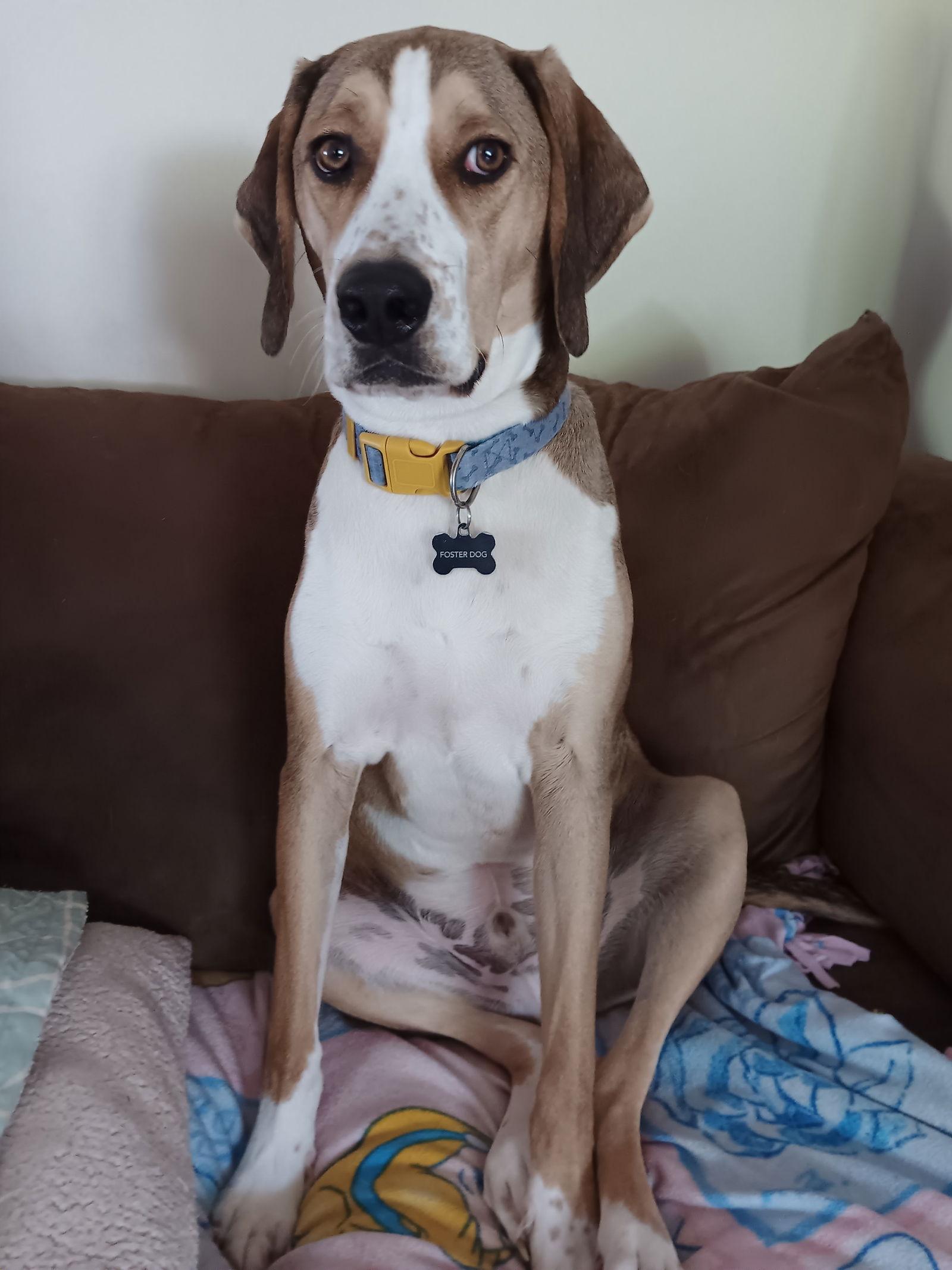 Enlarge Cassio, a Adoptable Mixed Breed in Morganville, NJ image 3/3