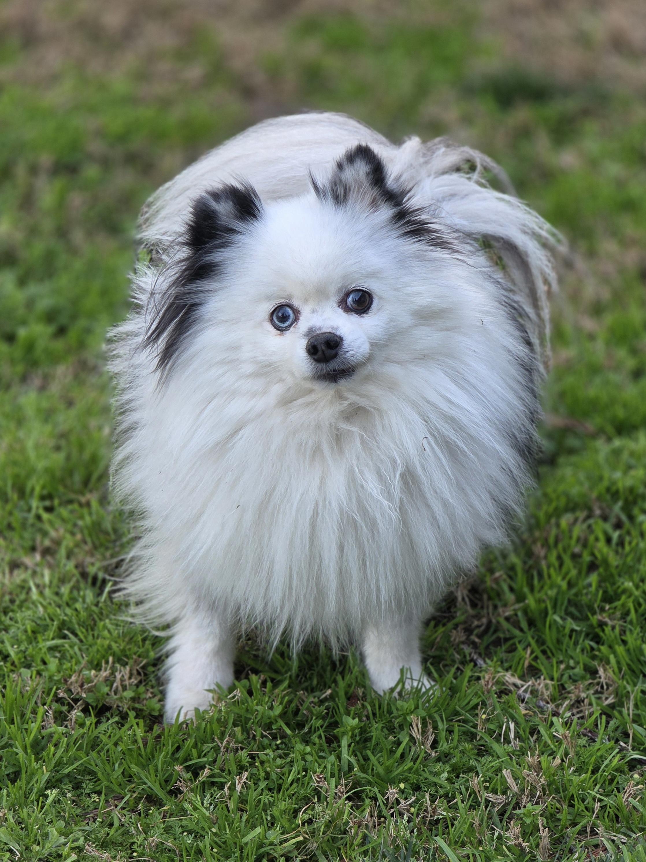 Midgie , ADOPTABLE, Adult Male Pomeranian.