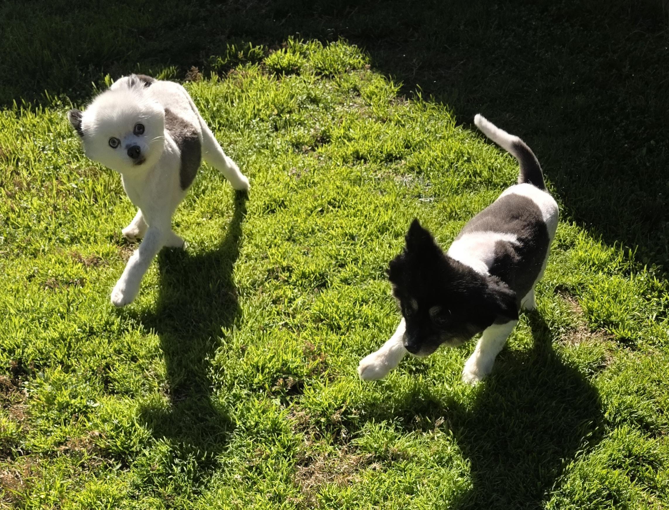Enlarge Midgie , a ADOPTABLE Pomeranian in Clovis, CA image 4/4