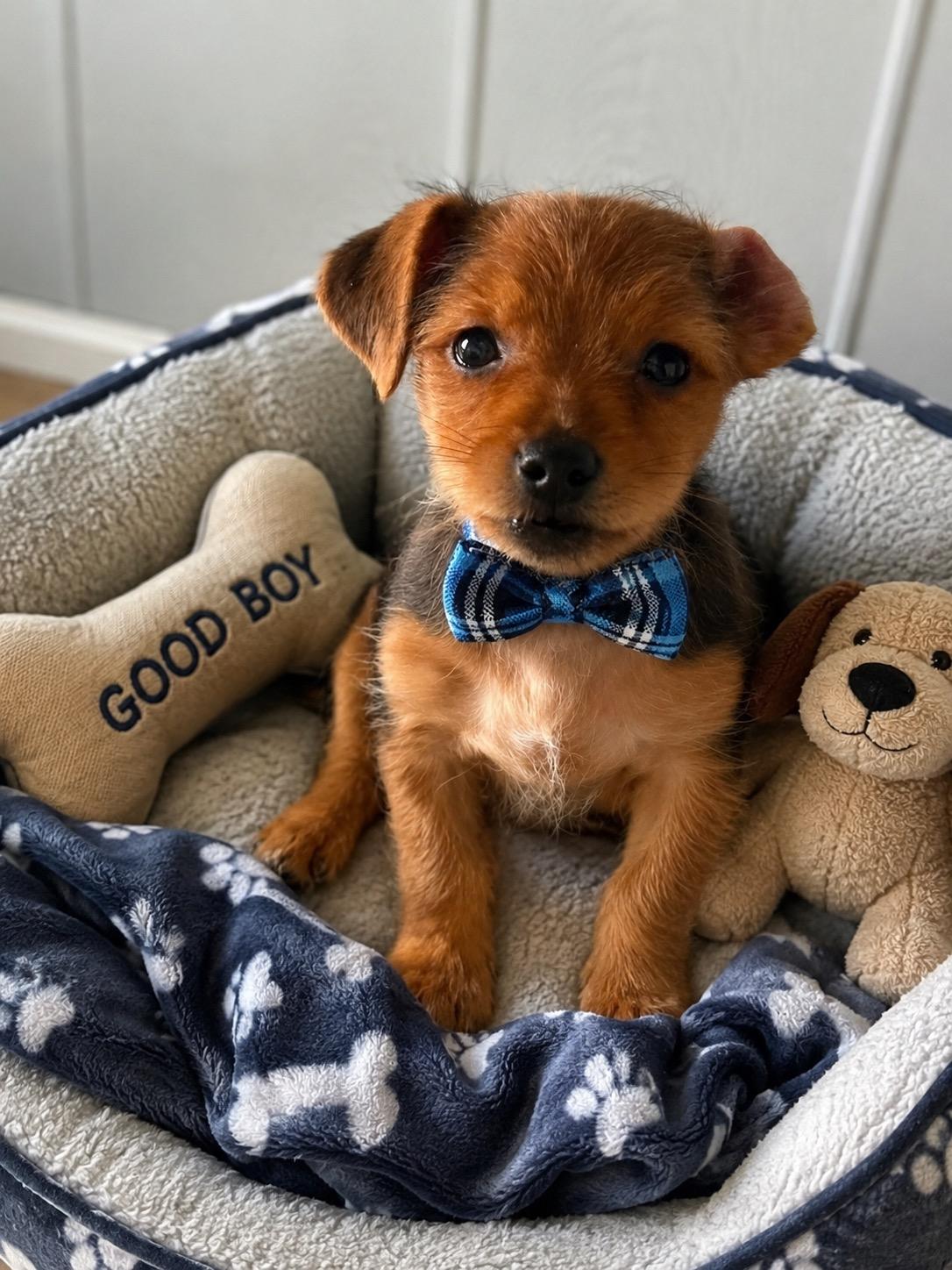 Jackie, adopted, Puppy Male Yorkshire Terrier & Terrier.
