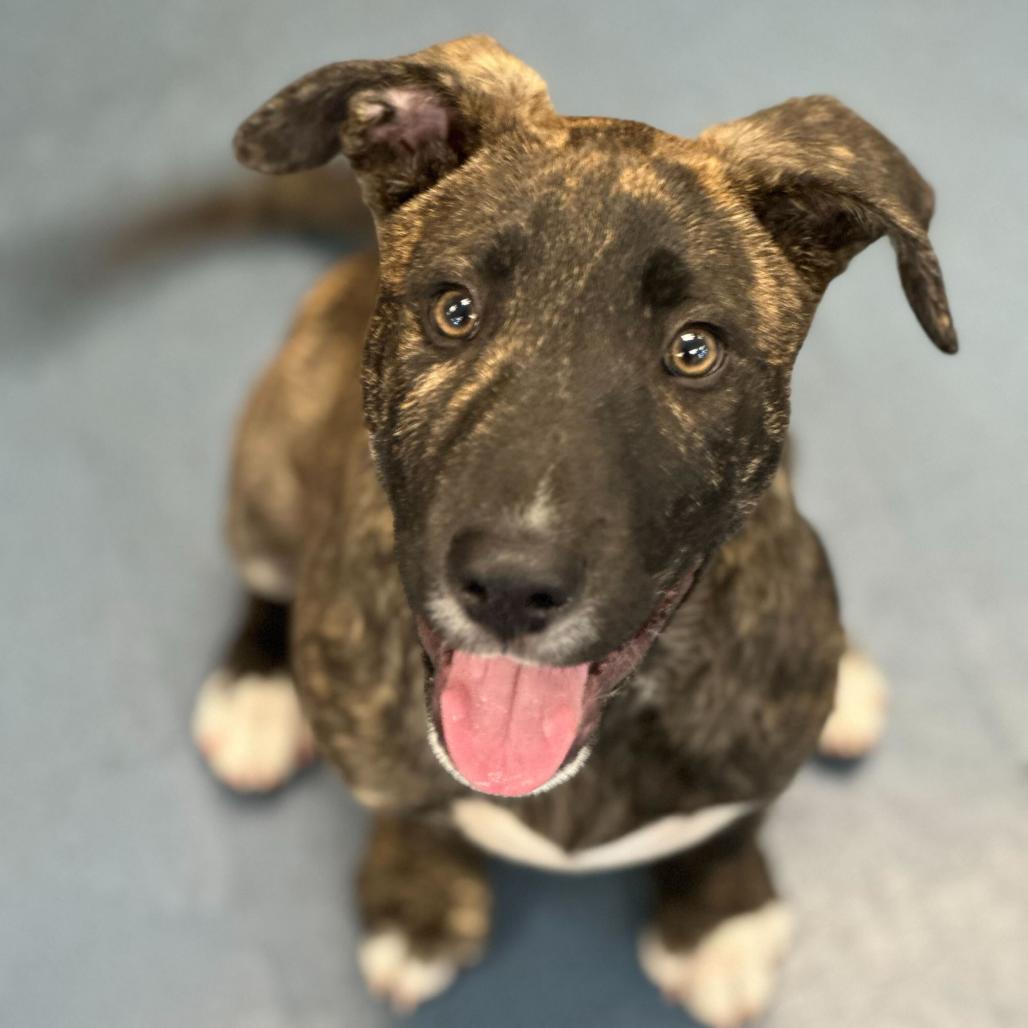 Enlarge Bowie, a Adoptable mixed breed in Los Angeles, CA image 1/1