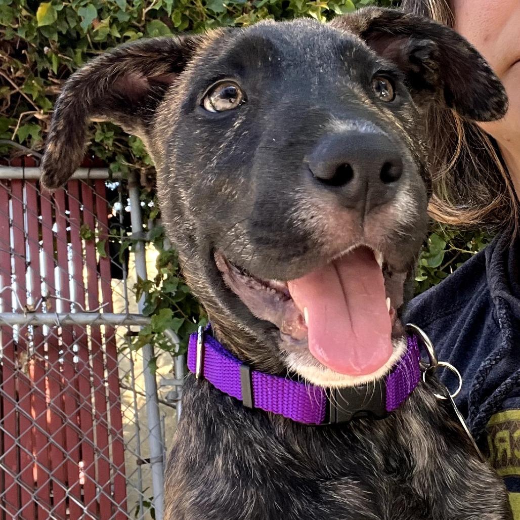 Enlarge Bowie, a Adoptable mixed breed in Los Angeles, CA image 2/2