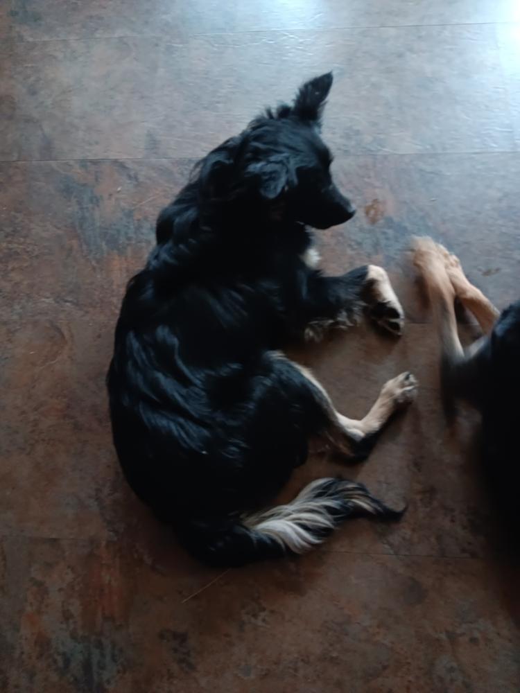 Frick, Adoptable, Puppy Female Mixed Breed & Australian Cattle Dog / Blue Heeler.