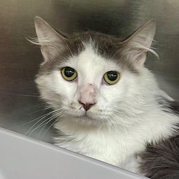 Mayo, Adoptable, Young Male Domestic Long Hair.