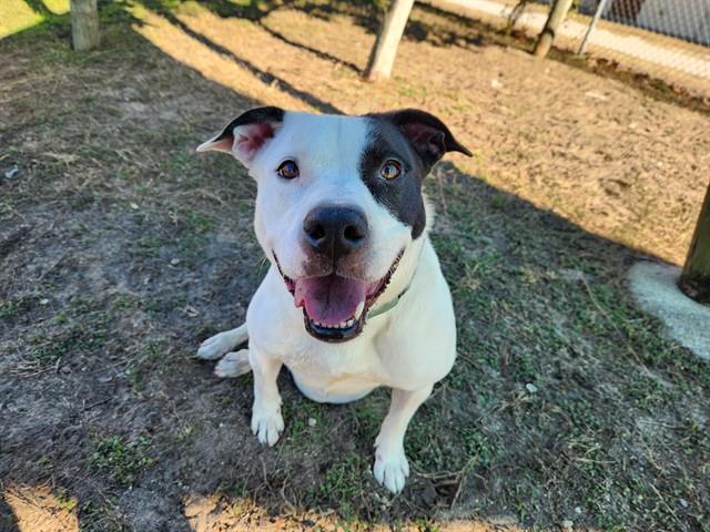 LIZZY, Adoptable, Adult Female Border Collie & Mixed Breed.