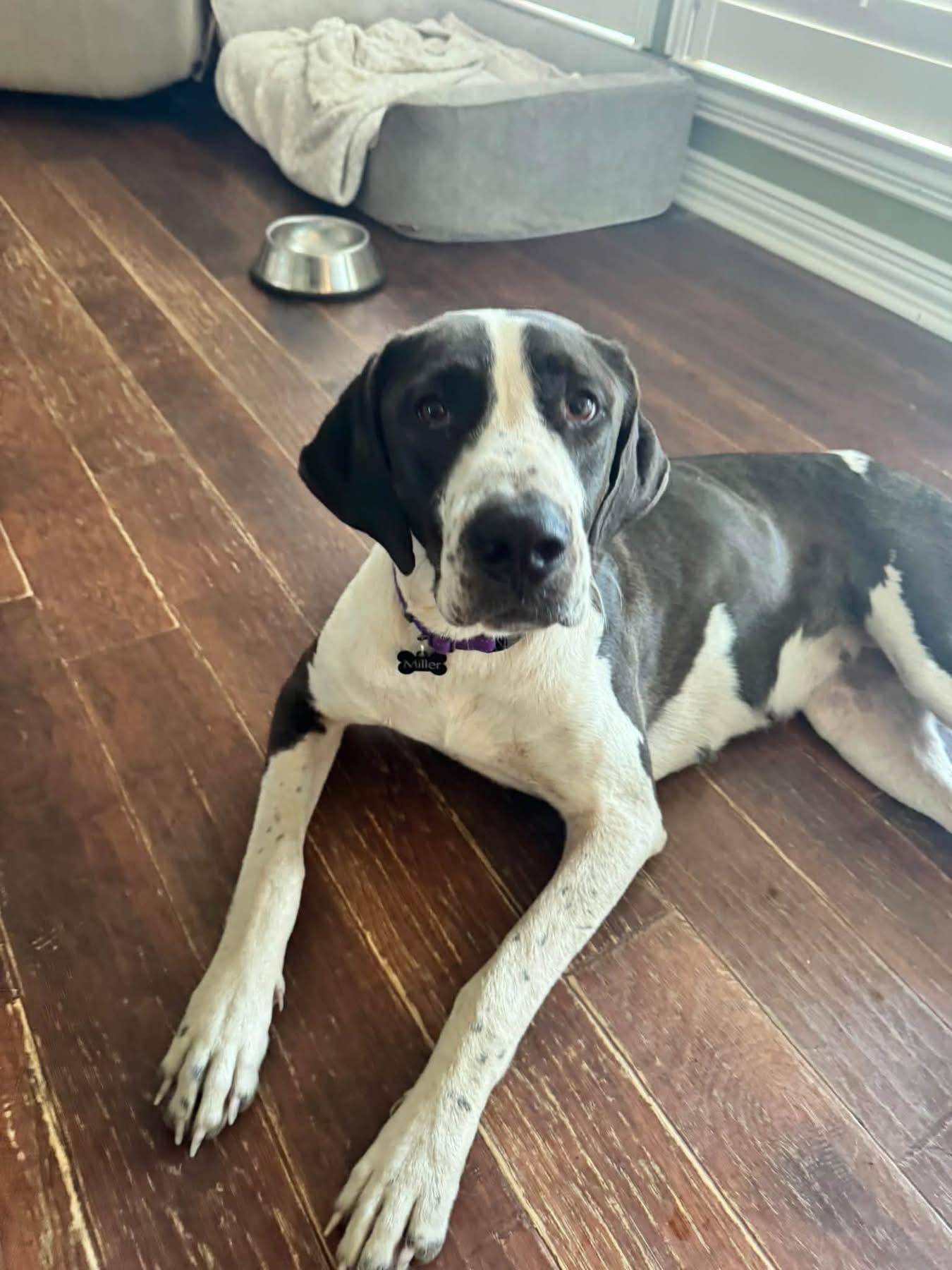 Enlarge Moo Moo, a Adoptable mixed breed in Southlake, TX image 1/6