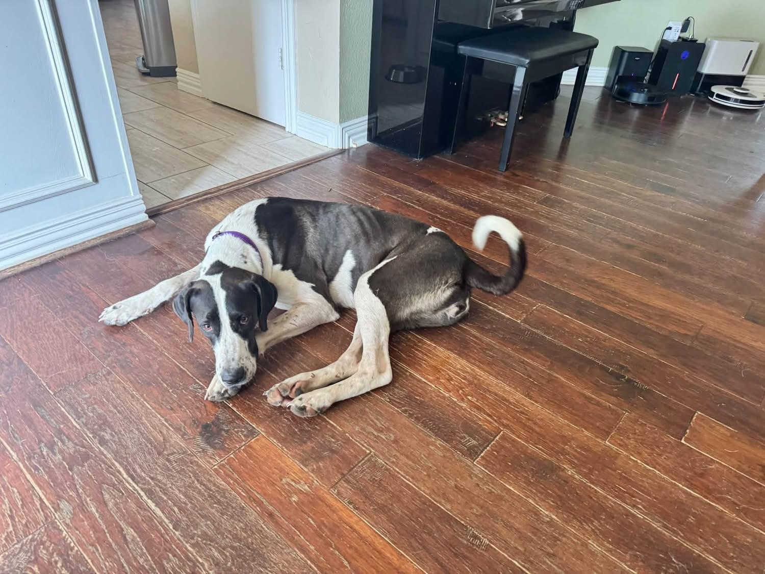 Enlarge Moo Moo, a Adoptable mixed breed in Southlake, TX image 5/6