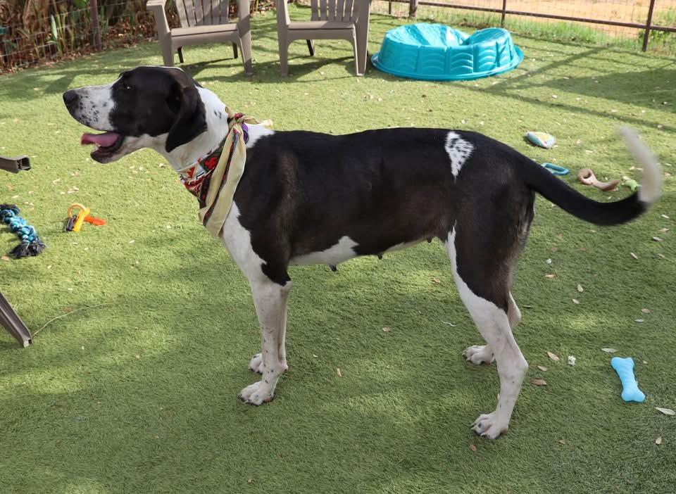Enlarge Moo Moo, a Adoptable mixed breed in Southlake, TX image 3/6