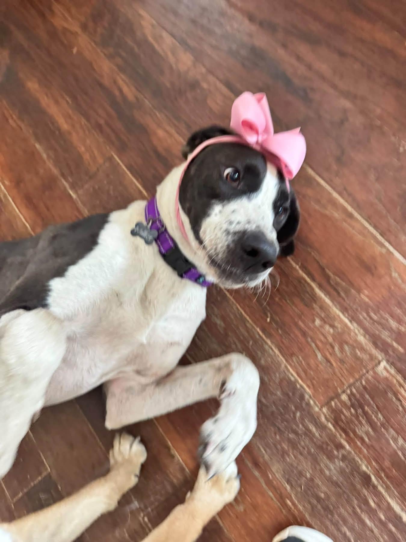 Enlarge Moo Moo, a Adoptable mixed breed in Southlake, TX image 2/6