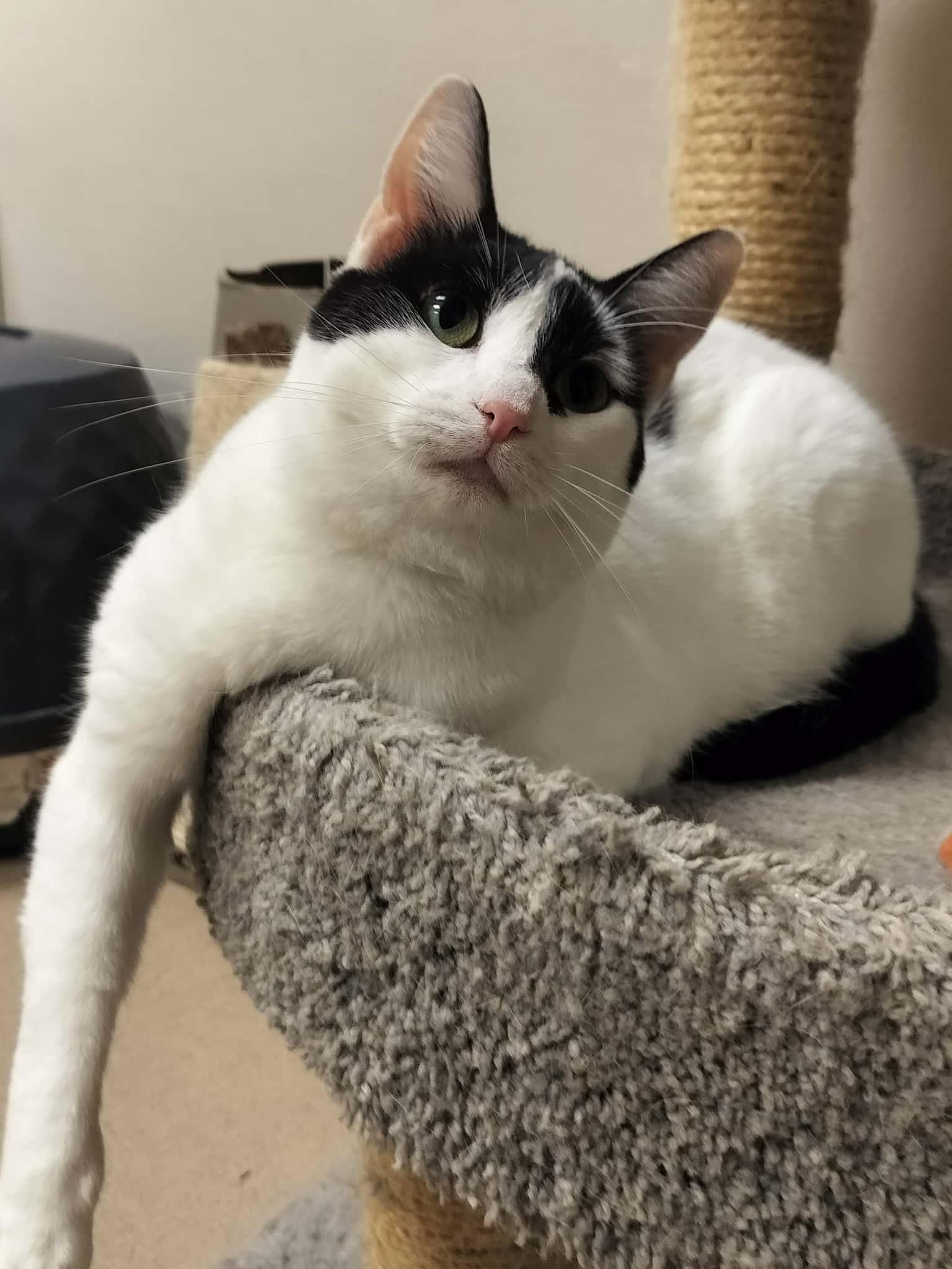 Gracie, Adoptable, Adult Female Domestic Short Hair.