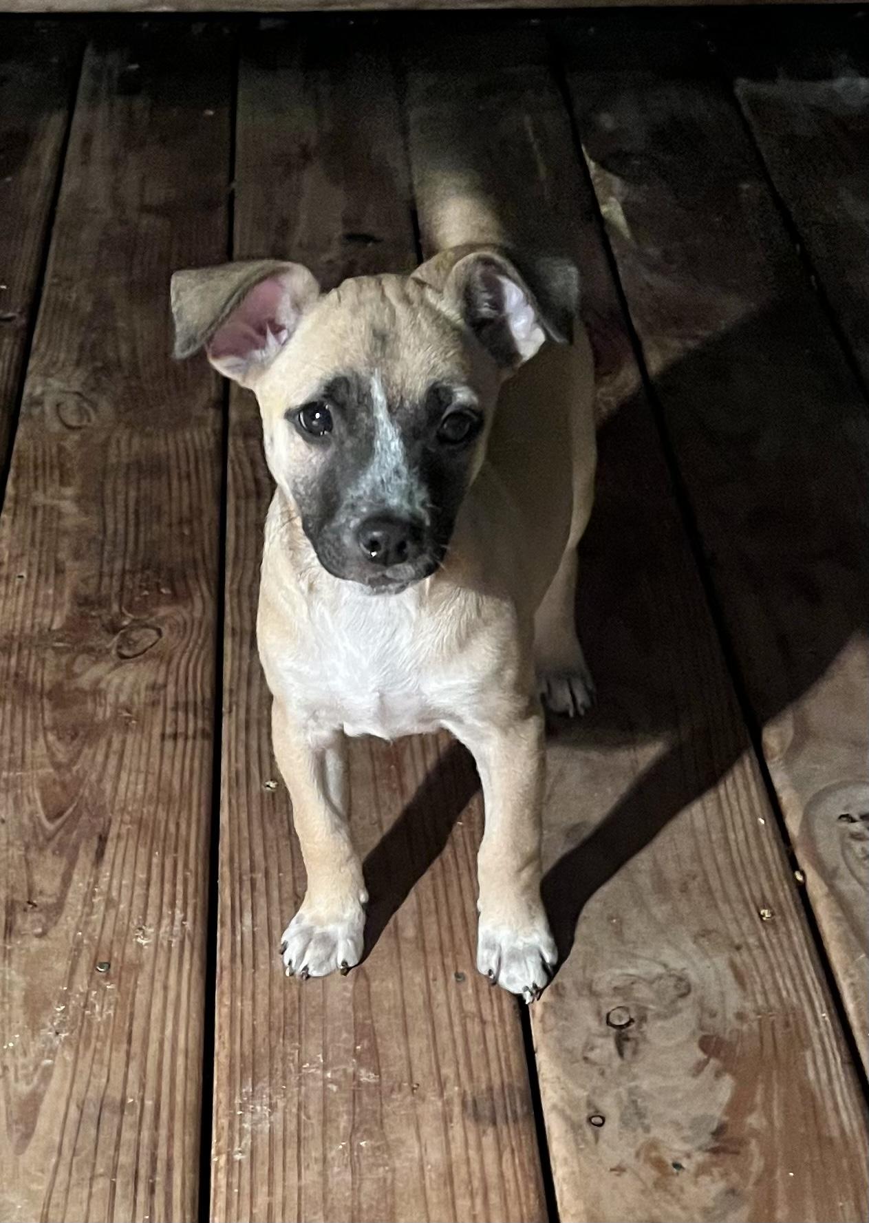 HONEY, a Adopted mixed breed in Somerville, TX image 1/4