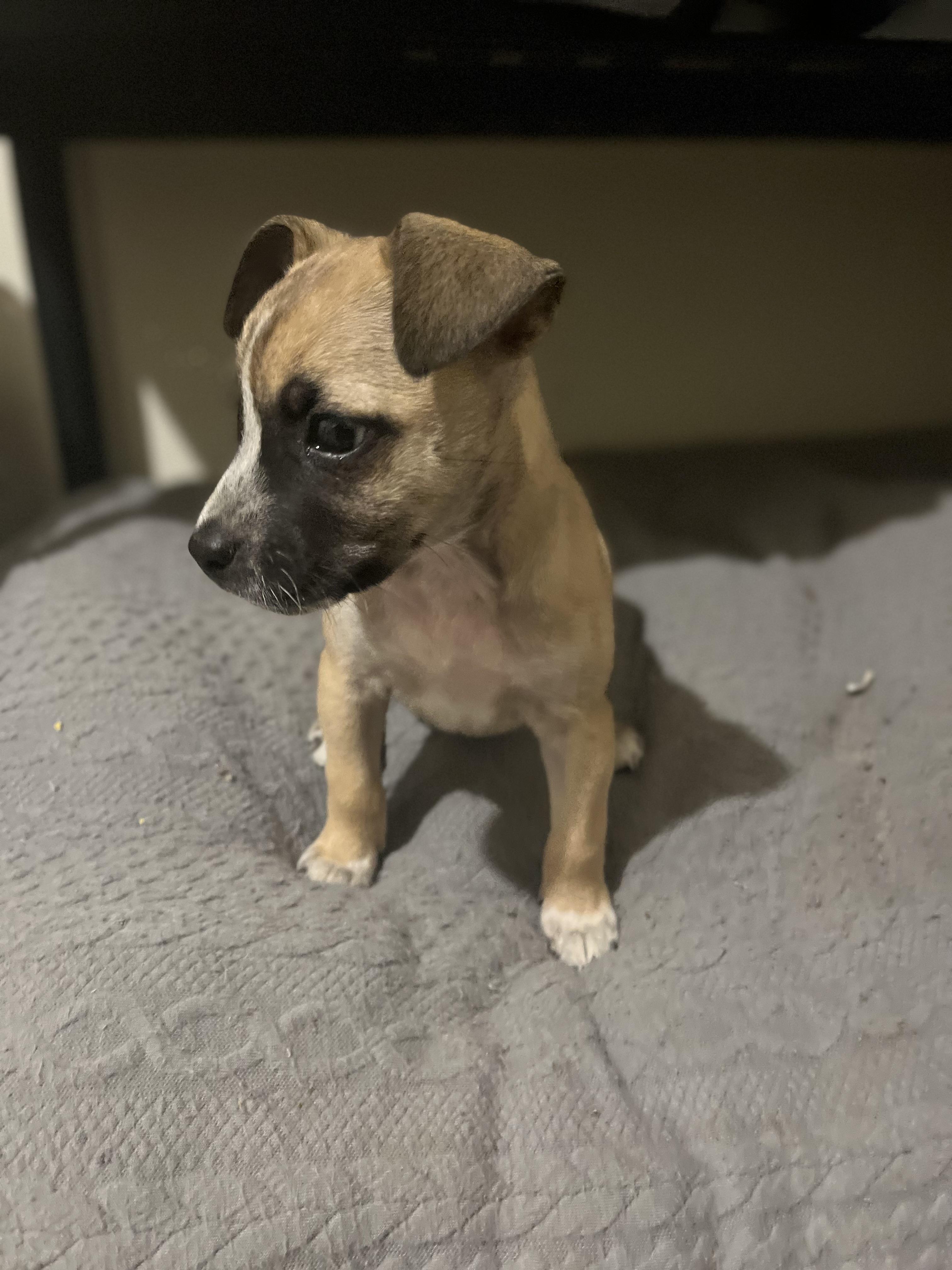 HONEY, a Adopted mixed breed in Somerville, TX image 2/4
