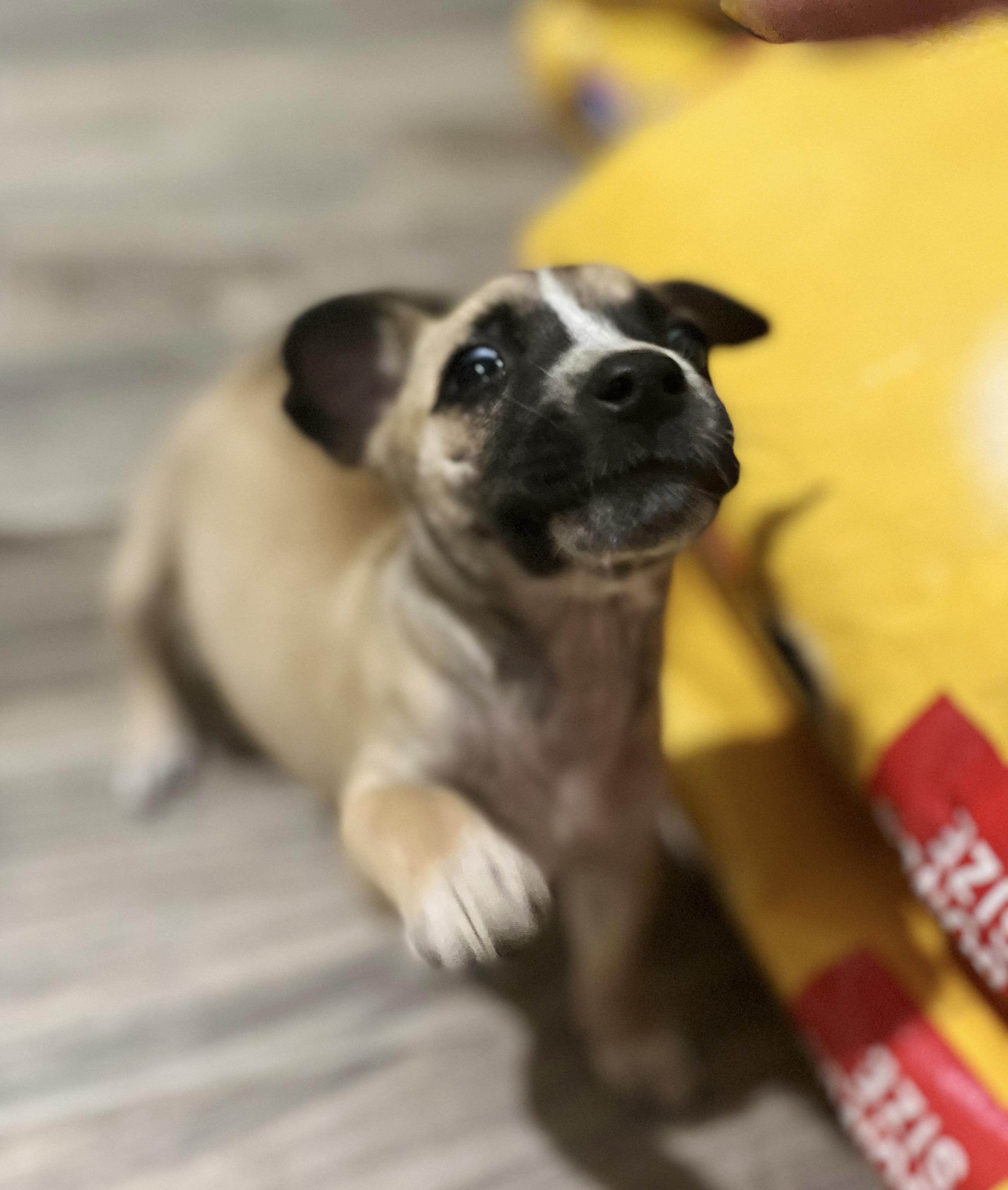 HONEY, Adopted, Adult Female Chihuahua.