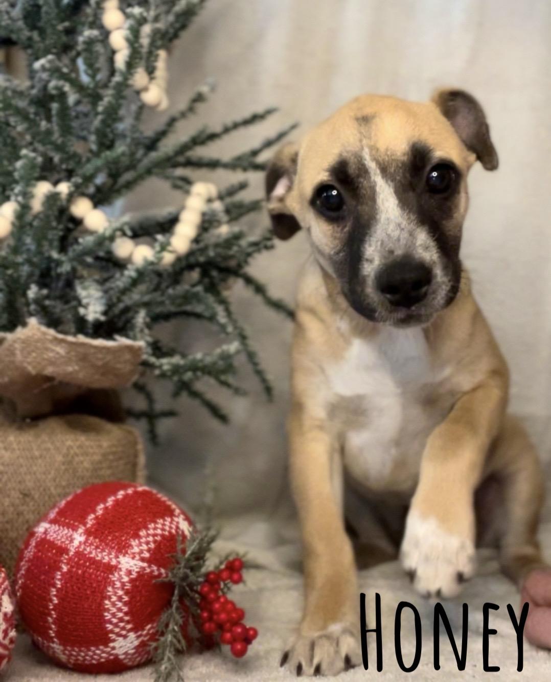 HONEY, a Adopted mixed breed in Somerville, TX image 4/4