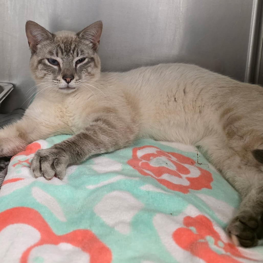 Roland, Adoptable, Adult Male Siamese & Domestic Short Hair.
