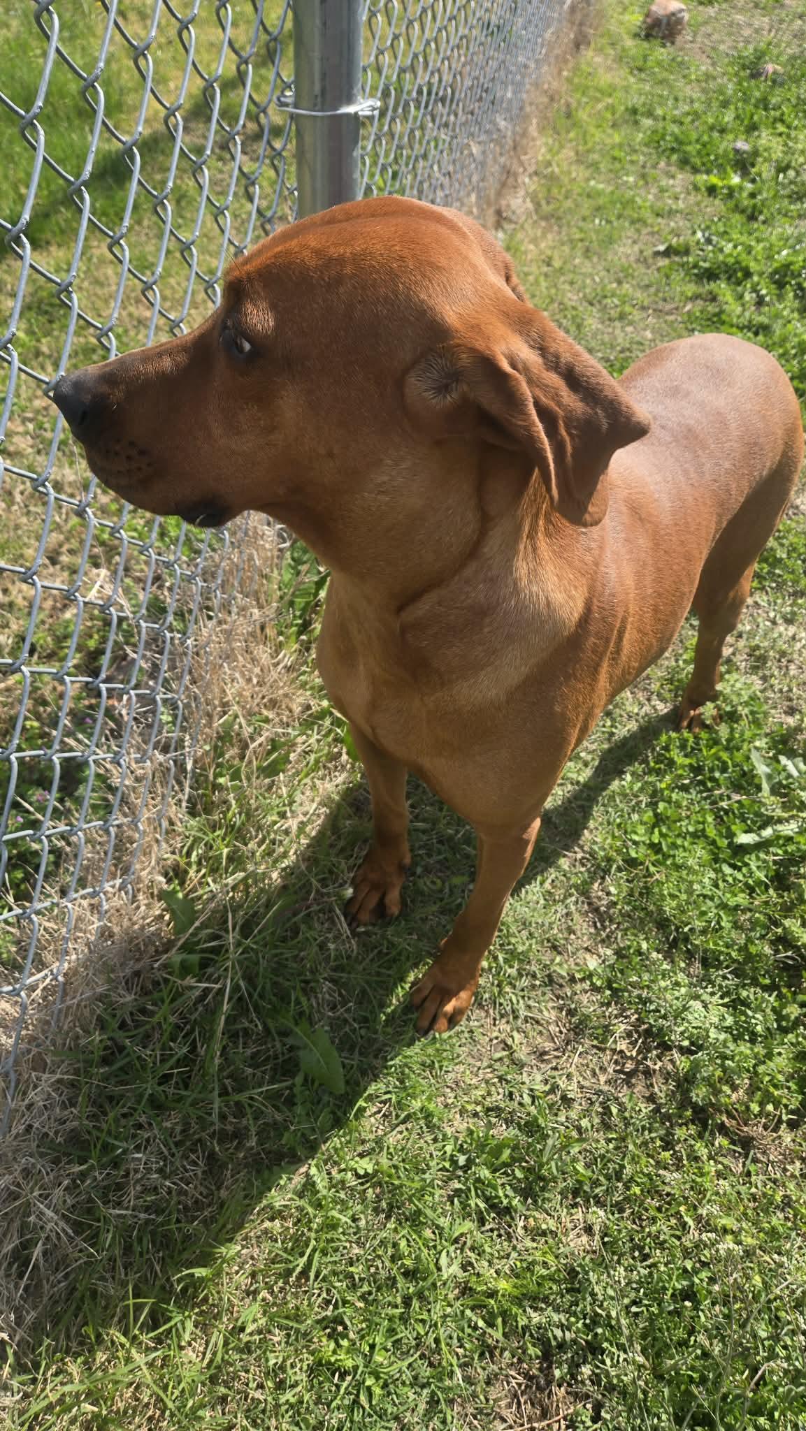 Enlarge Stella, a ADOPTABLE Redbone Coonhound in Windsor, MO image 2/4