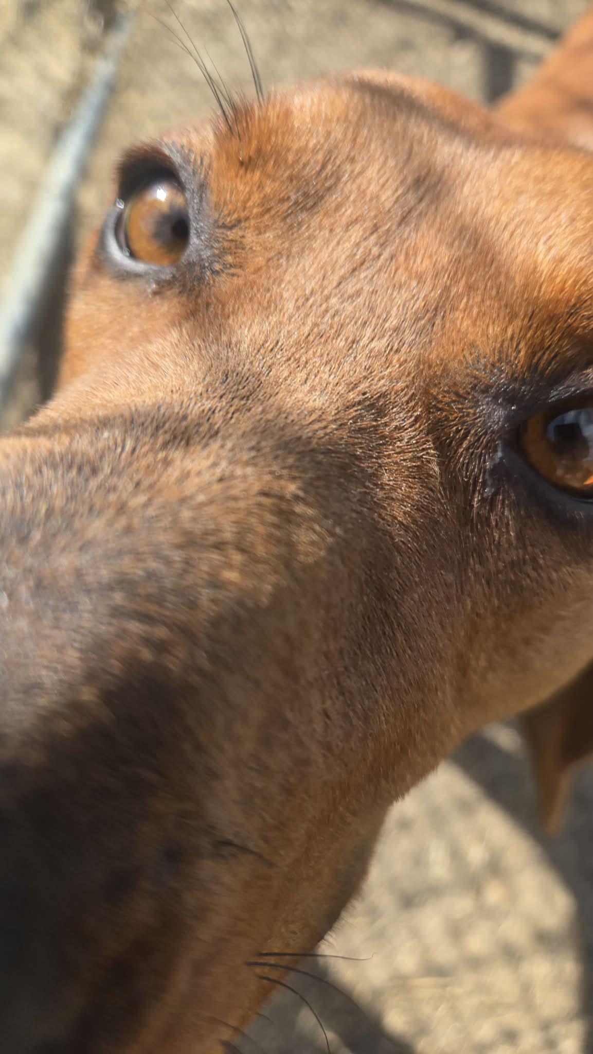Enlarge Stella, a ADOPTABLE Redbone Coonhound in Windsor, MO image 4/4