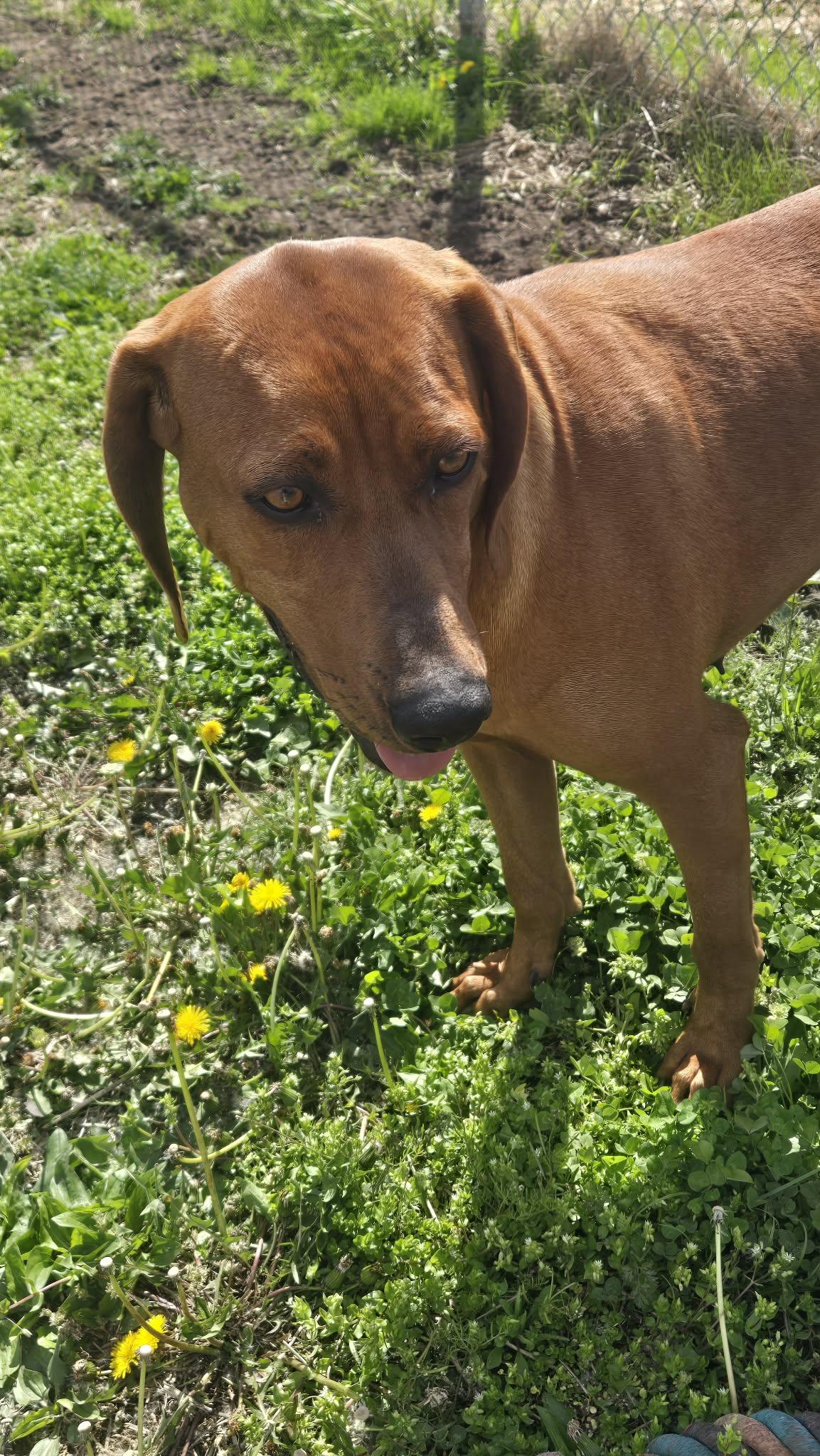 Enlarge Stella, a ADOPTABLE Redbone Coonhound in Windsor, MO image 3/4