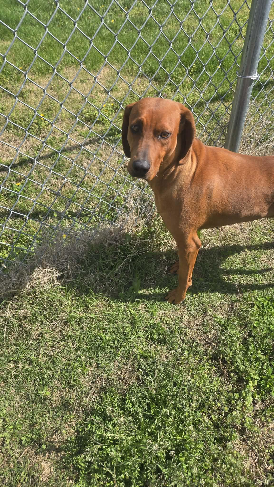 Stella, ADOPTABLE, Young Female Redbone Coonhound.