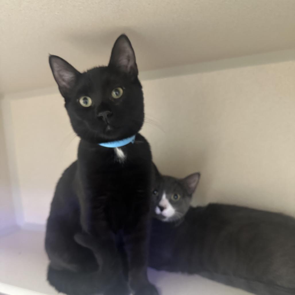 Ninja, a Adoptable Domestic Short Hair in Westhampton, NY image 1/3