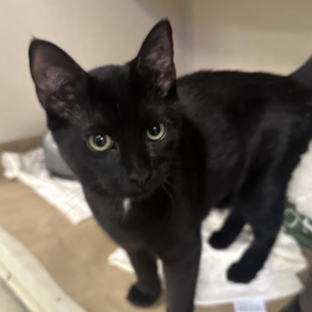Ninja, a Adoptable Domestic Short Hair in Westhampton, NY image 2/3